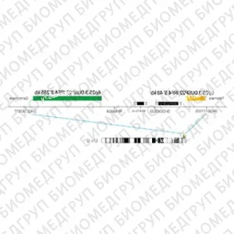 ДЛЯ КЛИЕНТОВ ЗА ПРЕДЕЛАМИ США. SureFISH 6p25.3 DUSP22IRF4 5 BA 48kb P100 RD