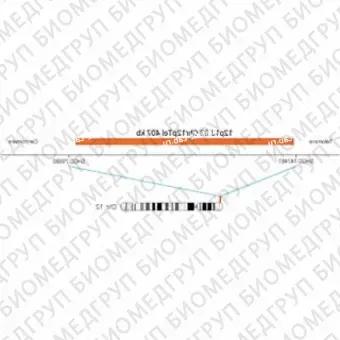 ДЛЯ КЛИЕНТОВ из США. SureFISH 12p13.33 Chr12pTel 407кб P20 RD. Теломер Chr12p, Номер копии, 20 тестов, Cy3, Концентрат, Ручное использование