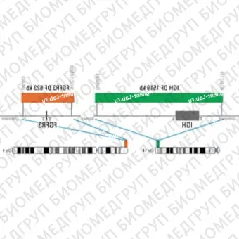 ДЛЯ КЛИЕНТОВ из США. SureFISH 4p16.3 FGFR3 DF 623кб P20 RD. FGFR3, Dual Fusion, 20 тестов, Cy3, концентрат, ручное использование