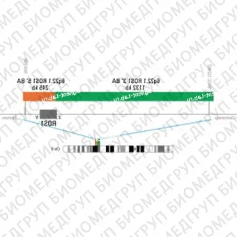 ДЛЯ КЛИЕНТОВ ЗА ПРЕДЕЛАМИ США. SureFISH 6q22.1 ROS1GOPC 3 BA 1132kb P100 GR
