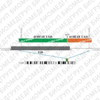 ДЛЯ КЛИЕНТОВ из США. SureFISH ALK 5 BA 599кб P20 GR. ALK, Break Apart, 20 тестов, FITC, Концентрат, Ручное использование