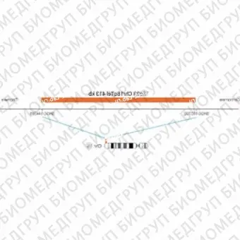 ДЛЯ КЛИЕНТОВ ЗА ПРЕДЕЛАМИ США. SureFISH 18q23 Chr18qTel 413kb P20 RD