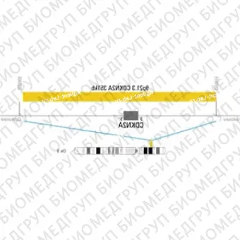 ДЛЯ КЛИЕНТОВ ЗА ПРЕДЕЛАМИ США. SureFISH 9p21.3 CDKN2A 351kb P20 GO