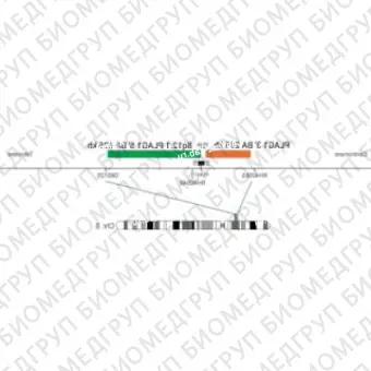 ДЛЯ КЛИЕНТОВ ЗА ПРЕДЕЛАМИ США. SureFISH 8q12.1 PLAG1 3 BA 295kb P20 RD