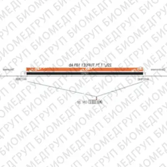 ДЛЯ КЛИЕНТОВ ЗА ПРЕДЕЛАМИ США. SureFISH 22q11.21 TUPLE1 101kb P20 RD