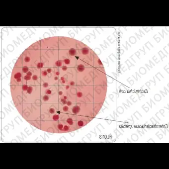 Бакпечатки HiTouch для обнаруж.бактер. сем. Enterobacteriaceae 50 чашек d 55 мм ФСЗ 2009/03706