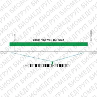 ДЛЯ КЛИЕНТОВ из США. SureFISH ChrX CEP 587кб P20 GR. CEP X, Номер копии, 20 тестов, FITC, Концентрат, Ручное использование