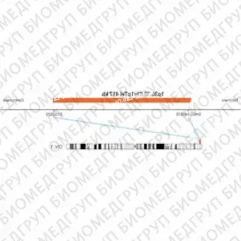 ДЛЯ КЛИЕНТОВ из США. SureFISH 1p36.33 Chr1pTel 417кб P20 RD. Теломер Chr1p, Номер копии, 20 тестов, Cy3, Концентрат, Ручное использование