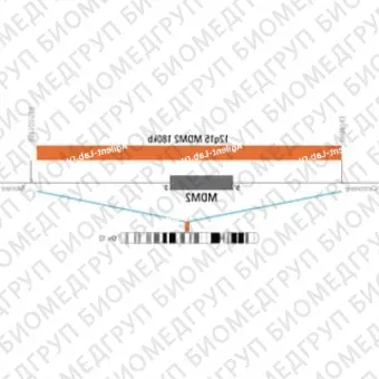 ДЛЯ КЛИЕНТОВ из США. SureFISH 12q15 MDM2 180 КБ P20 RD. MDM2, Копийный номер, 20 тестов, FITC, Концентрат, Ручное использование