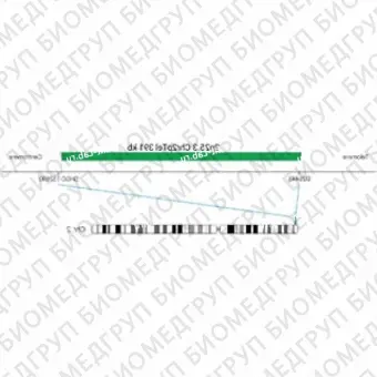 ДЛЯ КЛИЕНТОВ ЗА ПРЕДЕЛАМИ США. SureFISH 2p25.3 Chr2pTel 391kb P20 GR