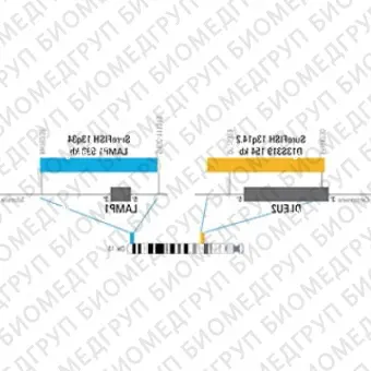 ДЛЯ КЛИЕНТОВ из США. SureFISH 13q14.2 D13S319 154кб P20 RD. D13S319, Номер копии, 20 тестов, Cy3, Концентрат, Ручное использование