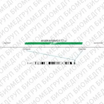 ДЛЯ КЛИЕНТОВ ЗА ПРЕДЕЛАМИ США. SureFISH 8p23.3 Chr8pTel 406kb P20 GR