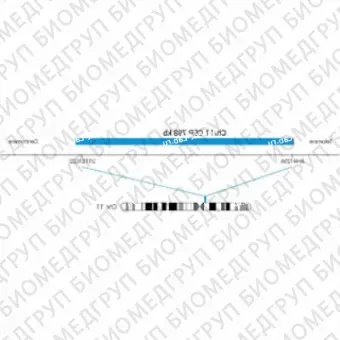 ДЛЯ КЛИЕНТОВ ЗА ПРЕДЕЛАМИ США. SureFISH Chr11 CEP 798kb P20 BL