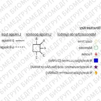 Стандарт AdvanceBio InstantQ G0N/A1 Nгликанов ранее ProZyme. Nгликан асиало, агалакто, биантенный комплекс Nгликан1 Nацетилглюкозамин, меченный InstantQ, для использования в качестве качественного стандарта с системой анализа гликанов GlyQ. А