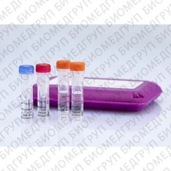 Набор реагентов virotype CSFV для обнаружения вируса КЧС методом RealTime PCR24 реакции
