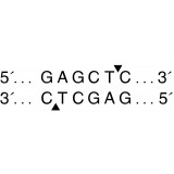 Эндонуклеаза рестрикции SacI, 20 000 ед/мл, New England Biolabs, R0156 S, 2 000 единиц