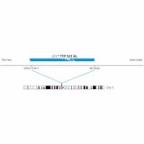 ДЛЯ КЛИЕНТОВ ЗА ПРЕДЕЛАМИ США. SureFISH Chr1 CEP 541kb P20 BL