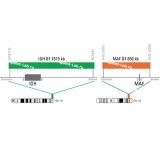 ДЛЯ КЛИЕНТОВ ЗА ПРЕДЕЛАМИ США. SureFISH 16q23.2 MAF DF 850kb P20 RD